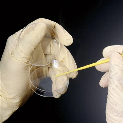 Steril gelung Individualy Inoculating & jarum